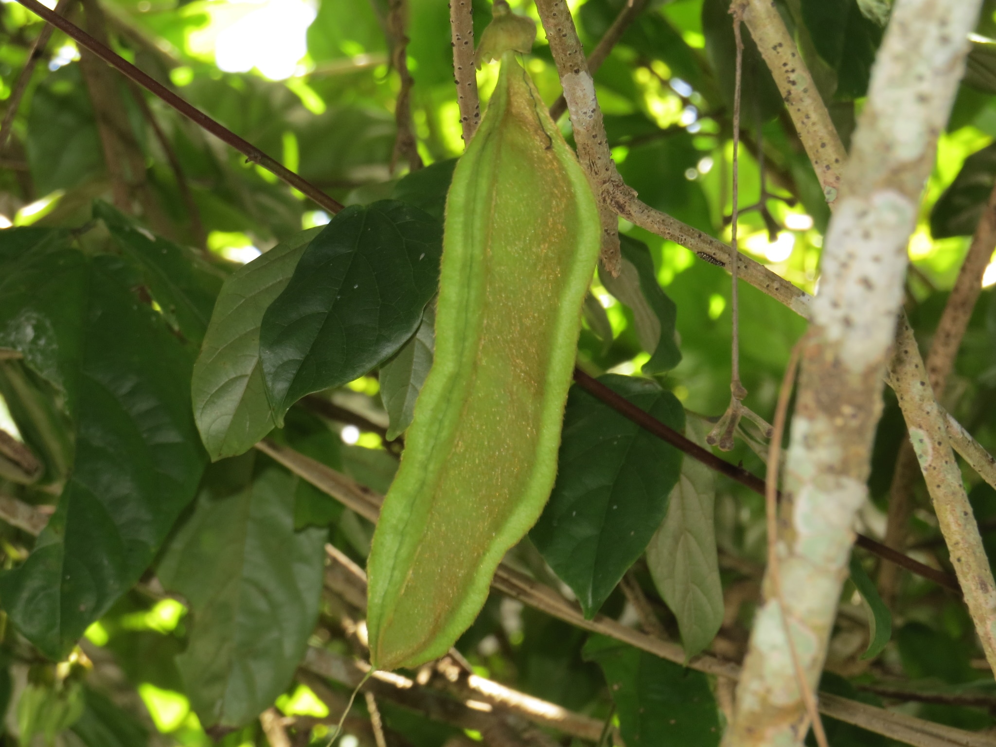 Mort aux rats (Mucuna gigantea) - PictureThis