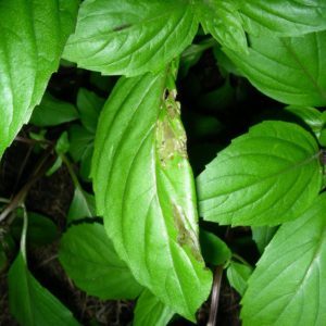 Basilic Thaï à feuilles larges - Détail des feuilles