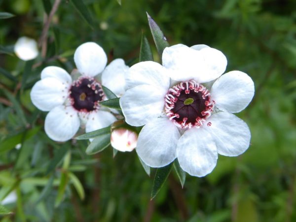 Le manuka : la plante et sa fleur