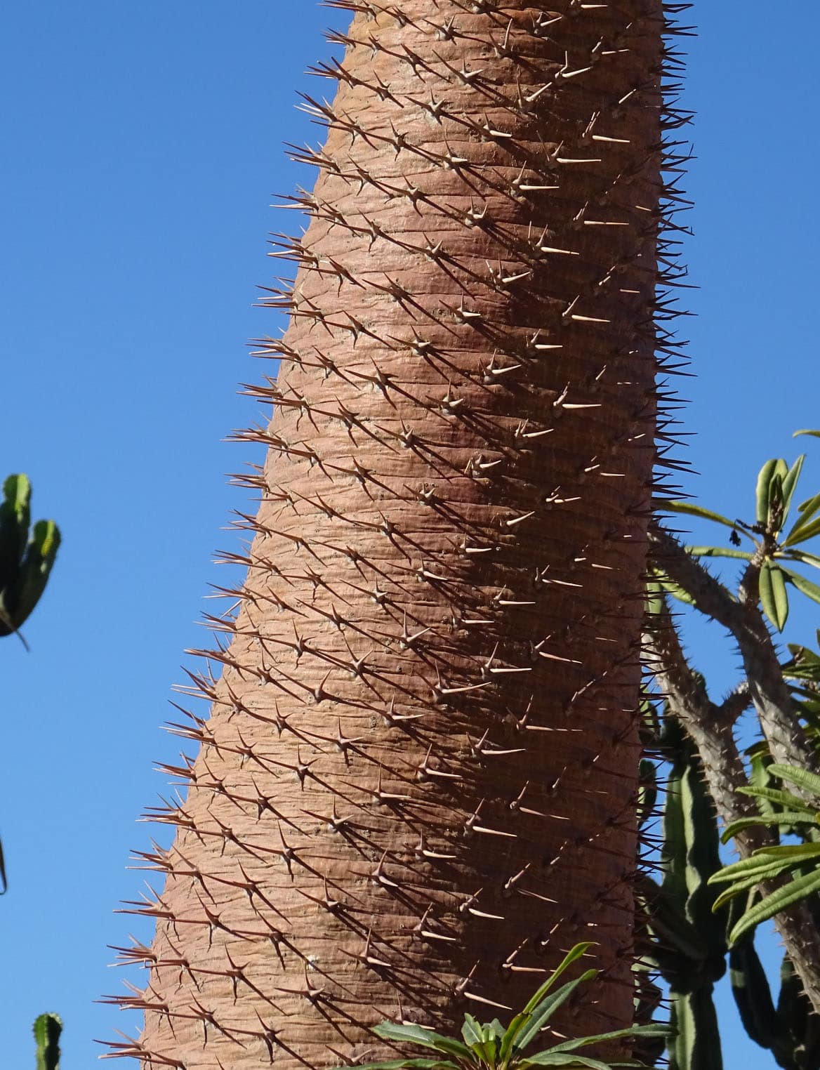 Pachypodium Lamerei seeds 10 Graines de Palmier de Madagascar