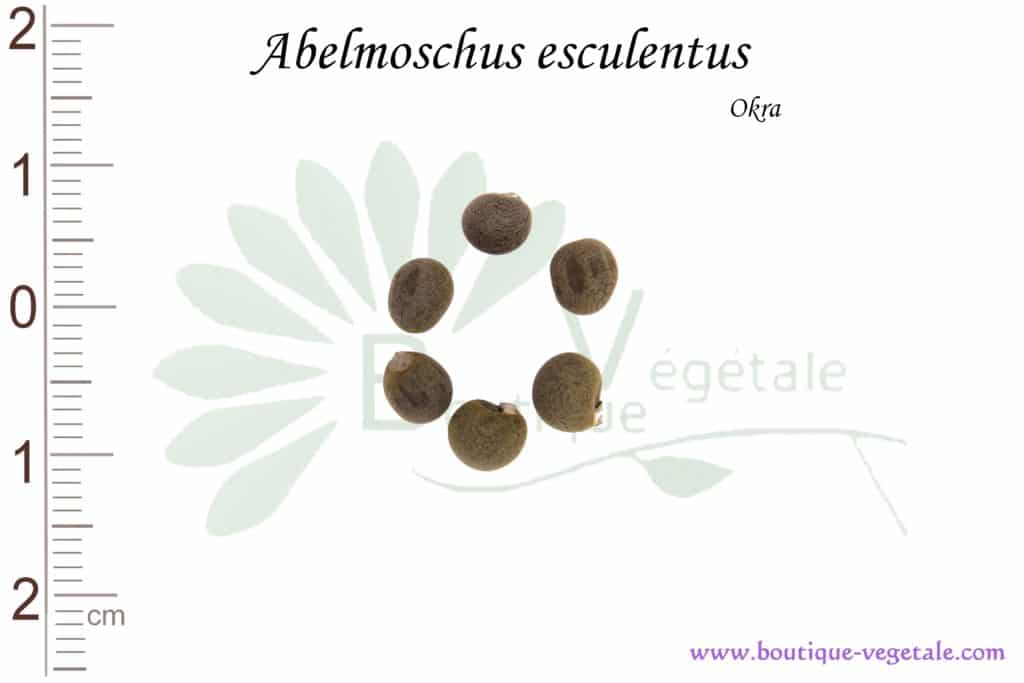 Graines d'Abelmoschus esculentus, Abelmoschus esculentus seeds