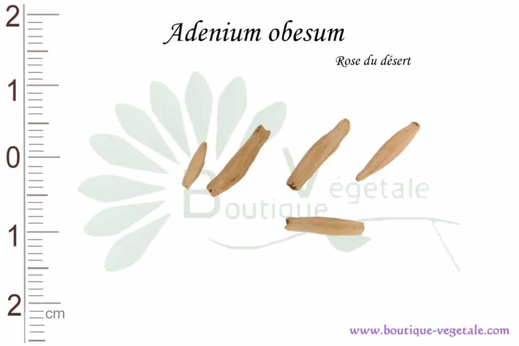 Graines d'Adenium obesum, Adenium obesum seeds