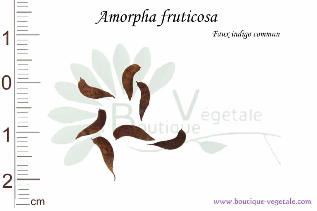 Graines d'Amorpha fruticosa, Amorpha fruticosa seeds