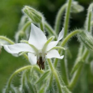 Bourrache blanche - Détail d'une fleur
