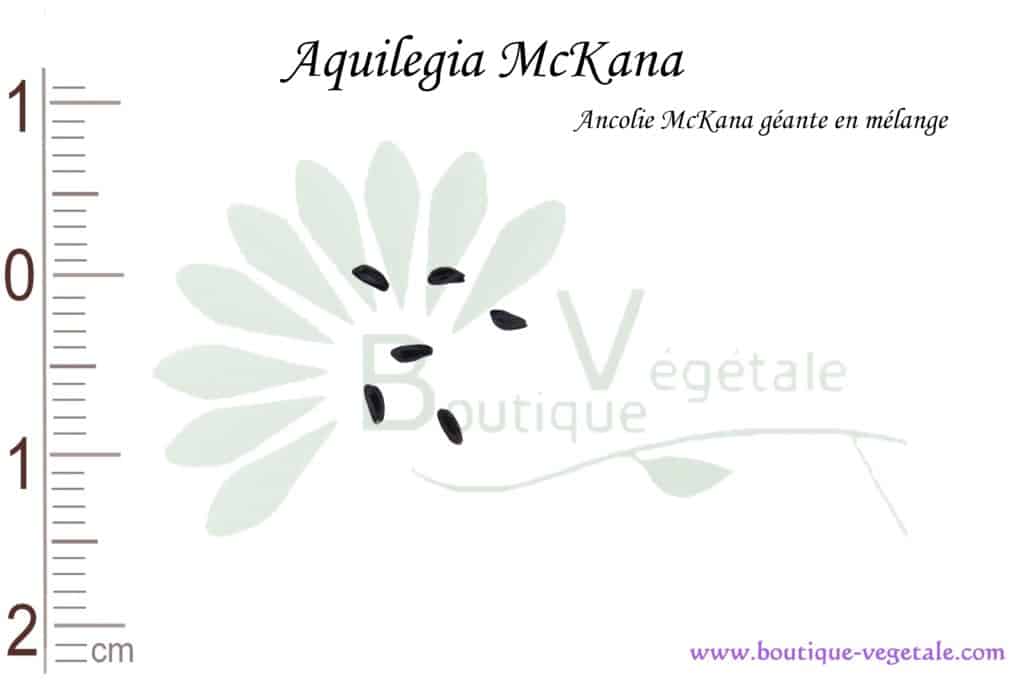 Graines d'Aquilegia mckana, Aquilegia McKana seeds