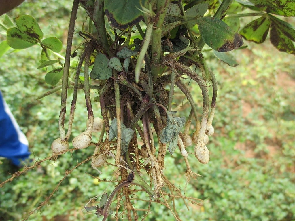 Arachis hypogaea CACAHUÈTES (10 graines)