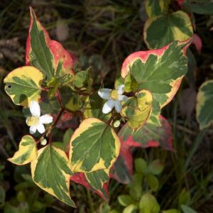 Houttuynia cordata Chameleon - Floraison et feuillage