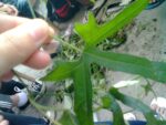Graines de Trichosanthes kirilowii, graines de Concombre chinois
