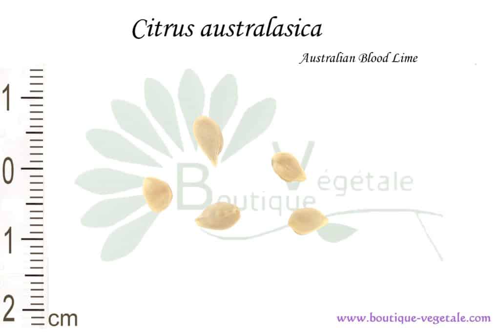 Graines de Citrus australasica, Citrus australasica seeds