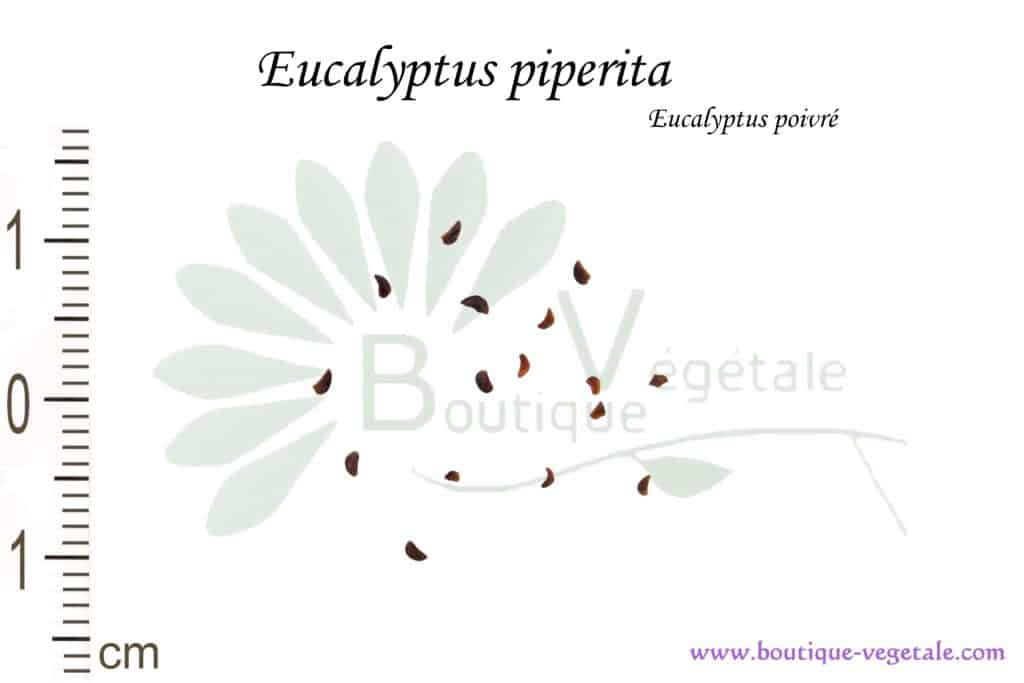 Graines d'Eucalyptus piperita, Eucalyptus piperita seeds
