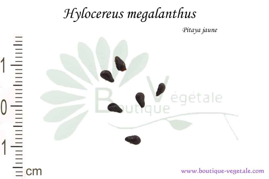 Graines de Hylocereus megalanthus, Hylocereus megalanthus seeds