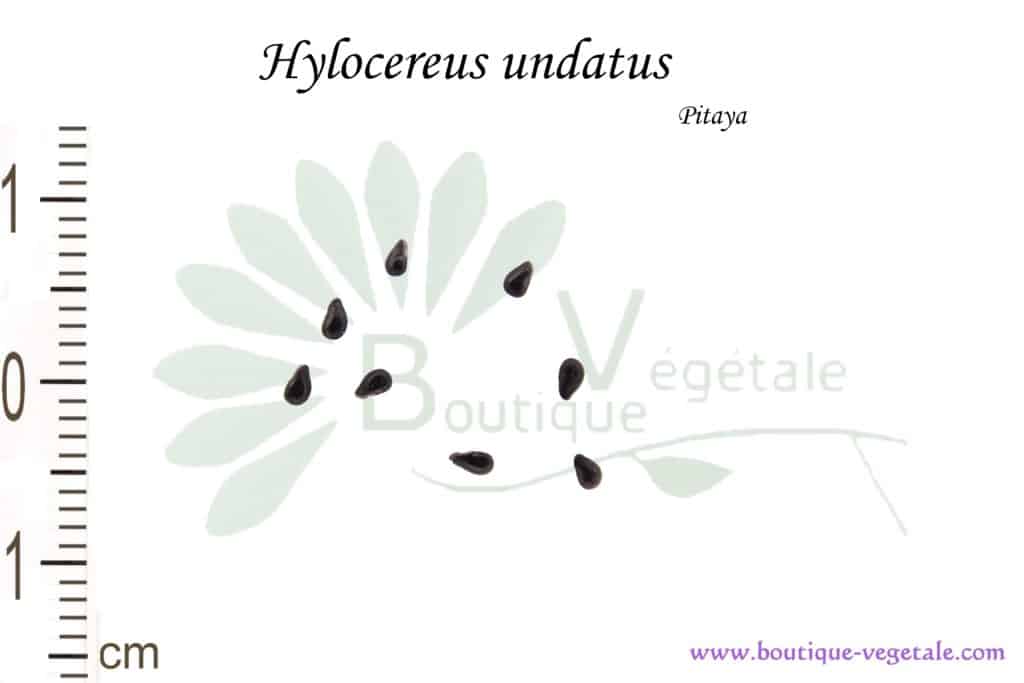 Graines de Hylocereus undatus, Hylocereus undatus seeds