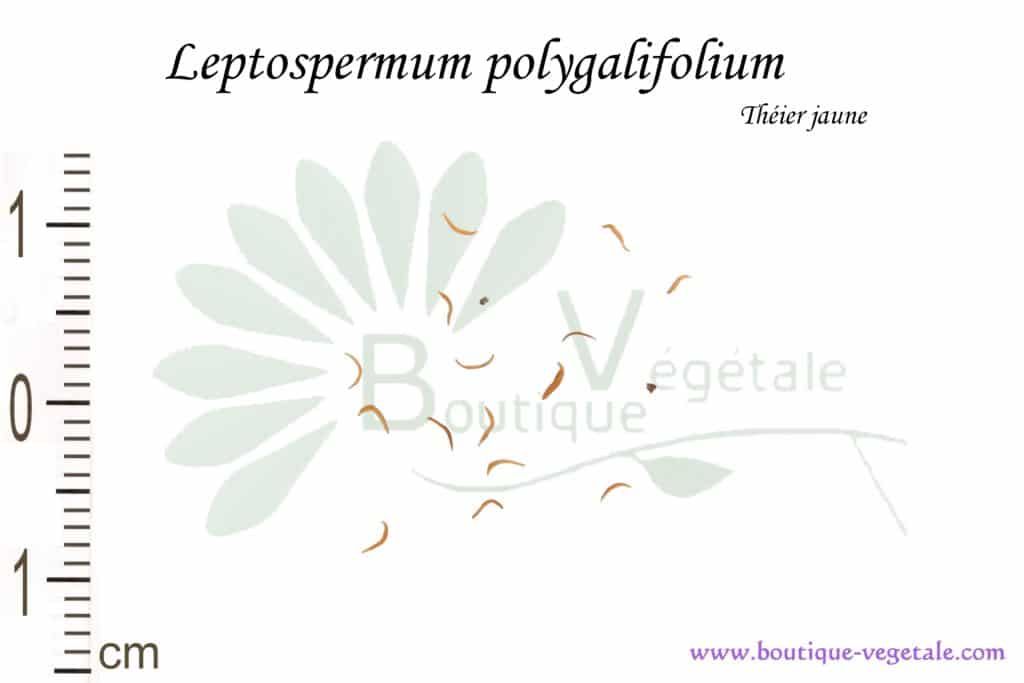 Graines de Leptospermum polygalifolium, Leptospermum polygalifolium seeds