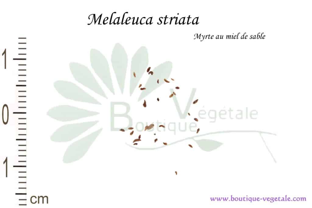 Graines de Melaleuca striata, Melaleuca striata seeds