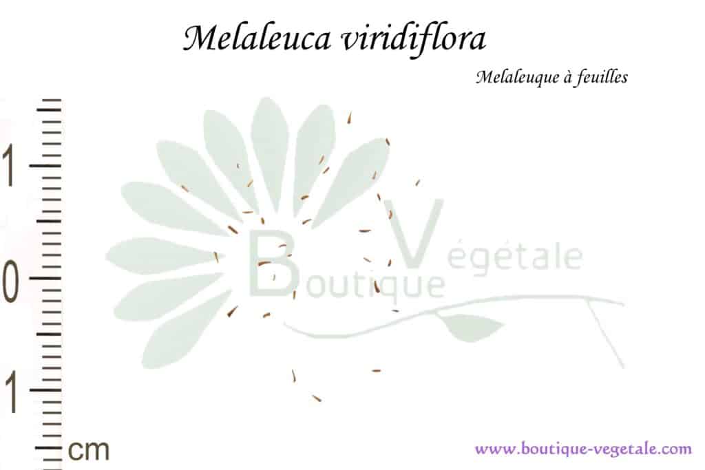 Graines de Melaleuca viridiflora, Melaleuca viridiflora seeds