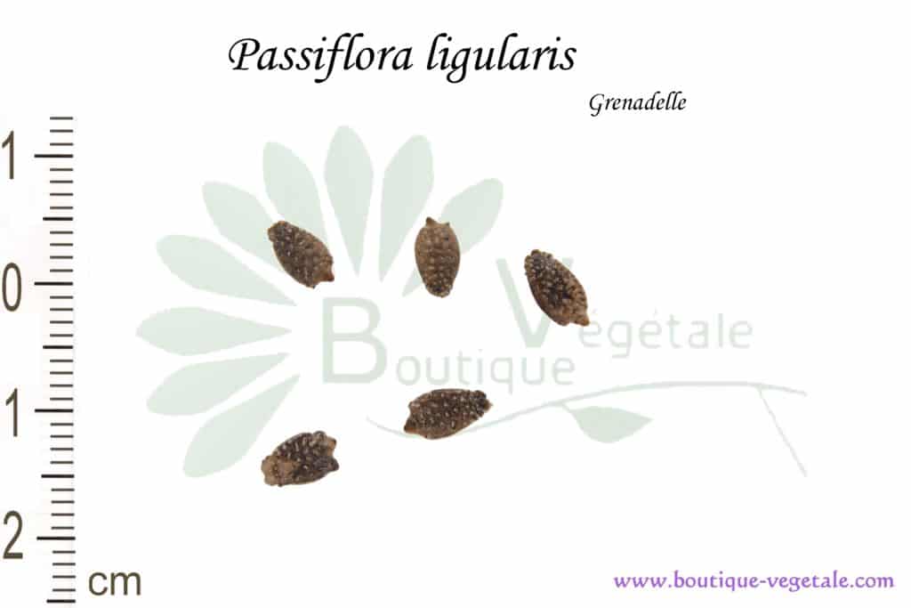 Graines de Passiflora ligularis, Passiflora ligularis seeds