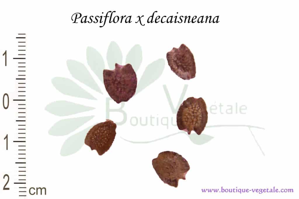 Graines de Passiflora x decaisneana, Passiflora x decaisneana seeds