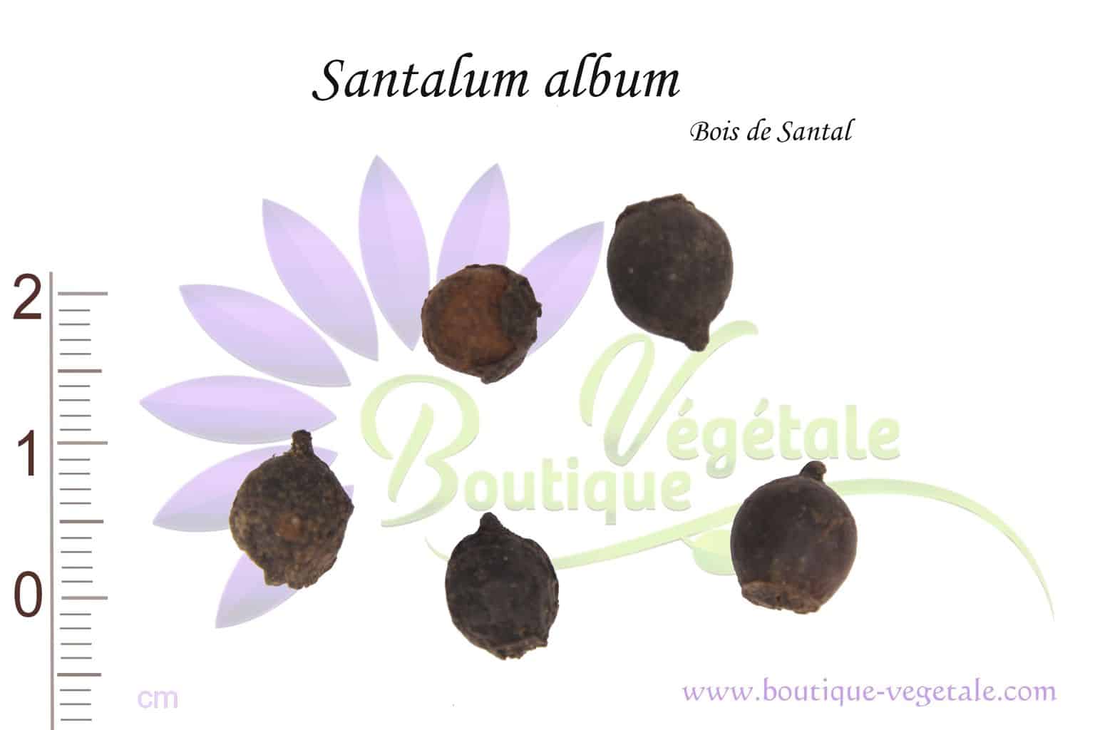 BOIS DE SANTAL, Santalum spicatum