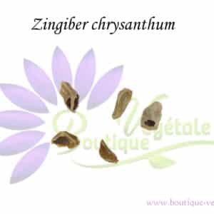 Graines de Zingiber chrysanthum, semences de Zingiber chrysanthum