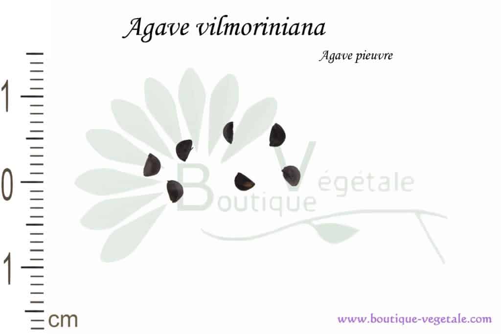 Graines d'Agave vilmoriniana, Agave vilmoriniana seeds