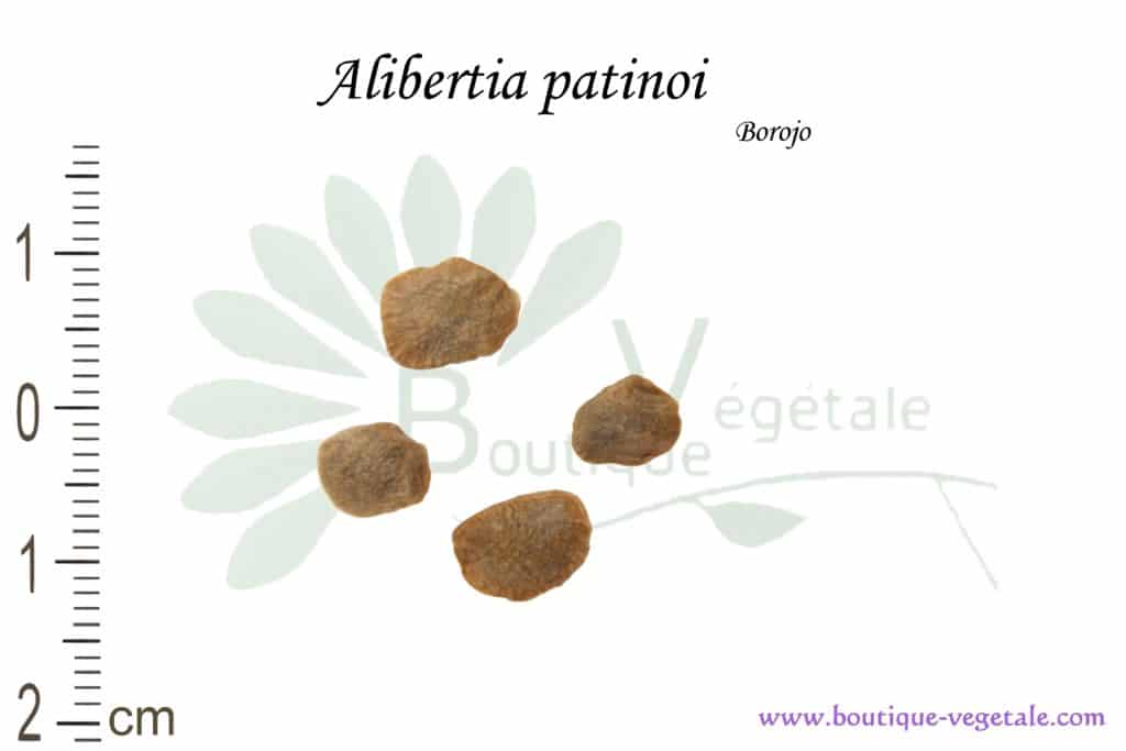 Graines d'Alibertia patinoi, Alibertia patinoi seeds