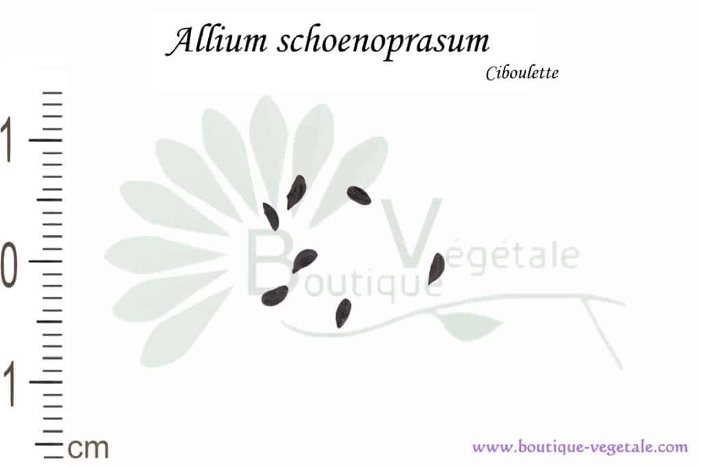 Graines d'Allium schoenoprasum, Allium schoenoprasum seeds