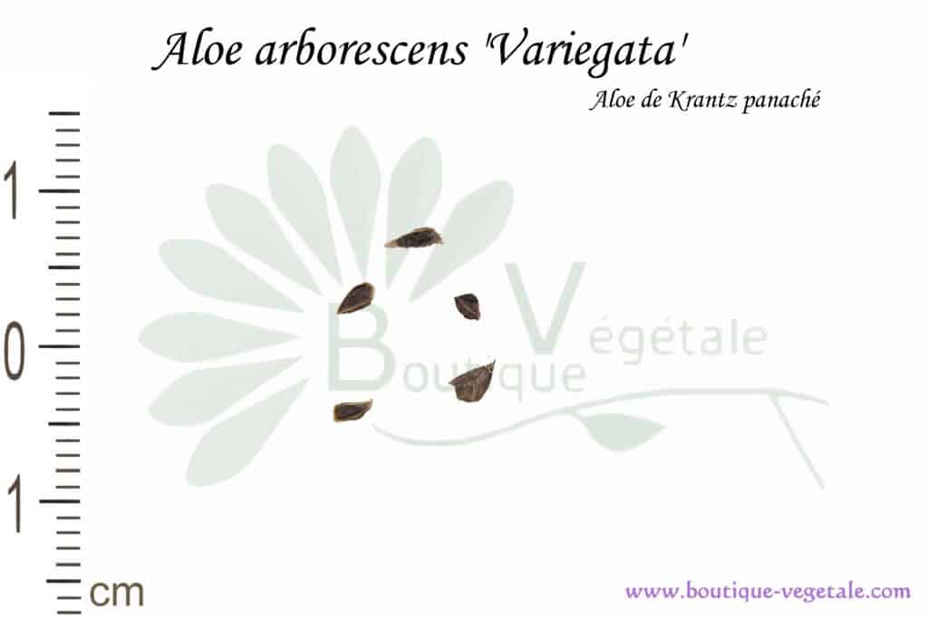 Graines d'Aloe arborescens cv. Variegata, Aloe arborescens cv. Variegata