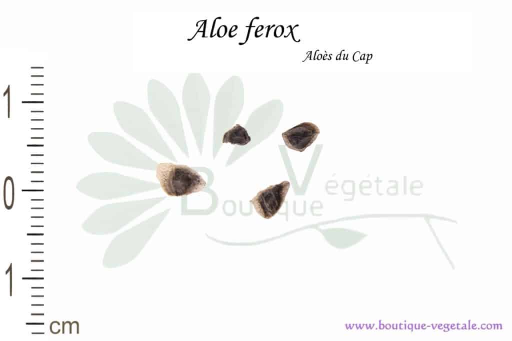 Graines d'Aloe ferox, Aloe ferox seeds