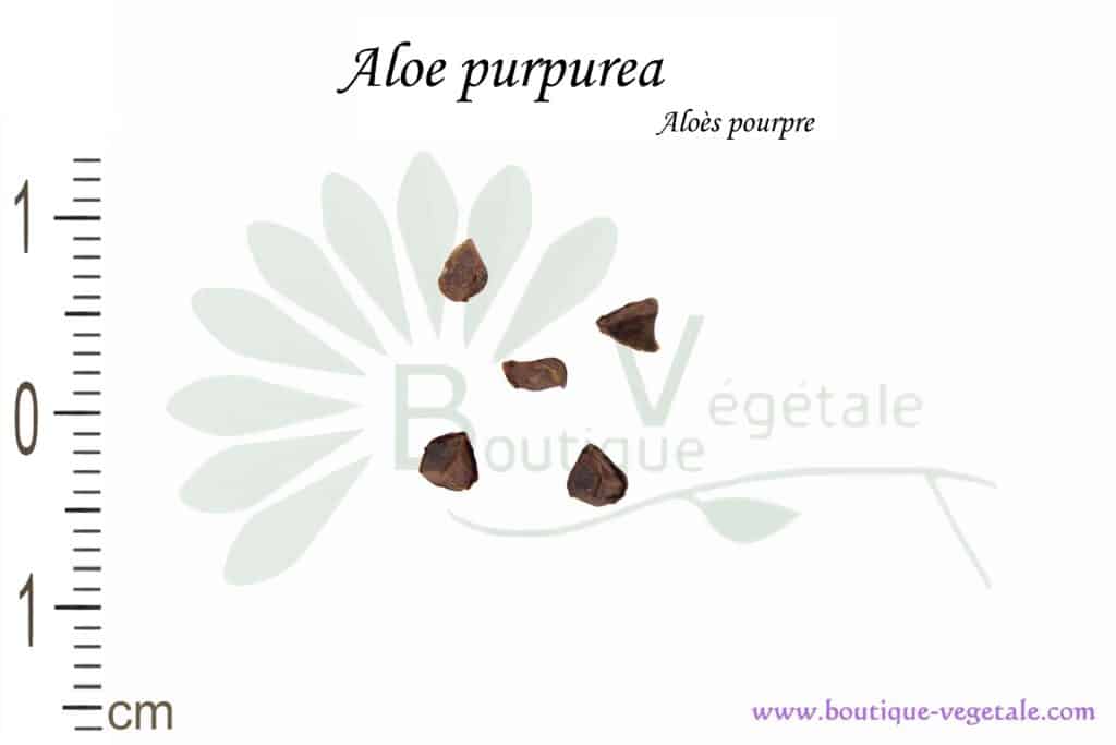 Graines d'Aloe purpurea, Aloe purpurea seeds