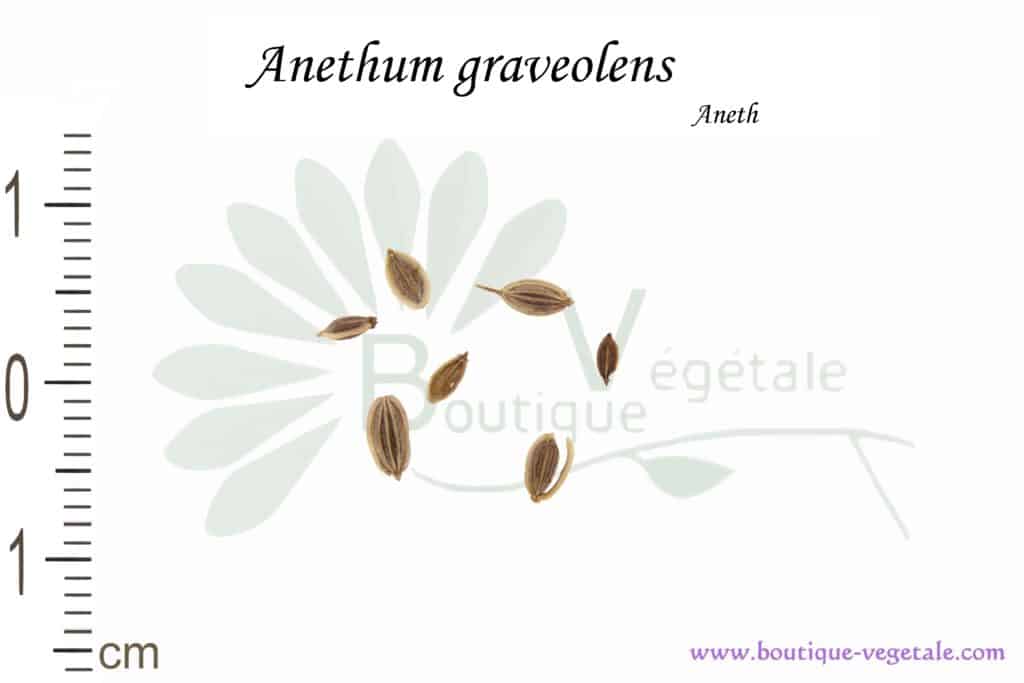 Graines d'Anethum graveolens, Anethum graveolens seeds