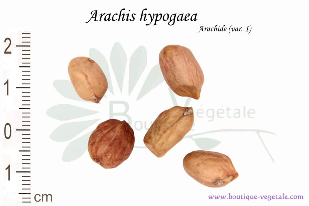 Graines d'Arachis hypogaea (Var.1), Arachis hypogaea (Var.1) seeds