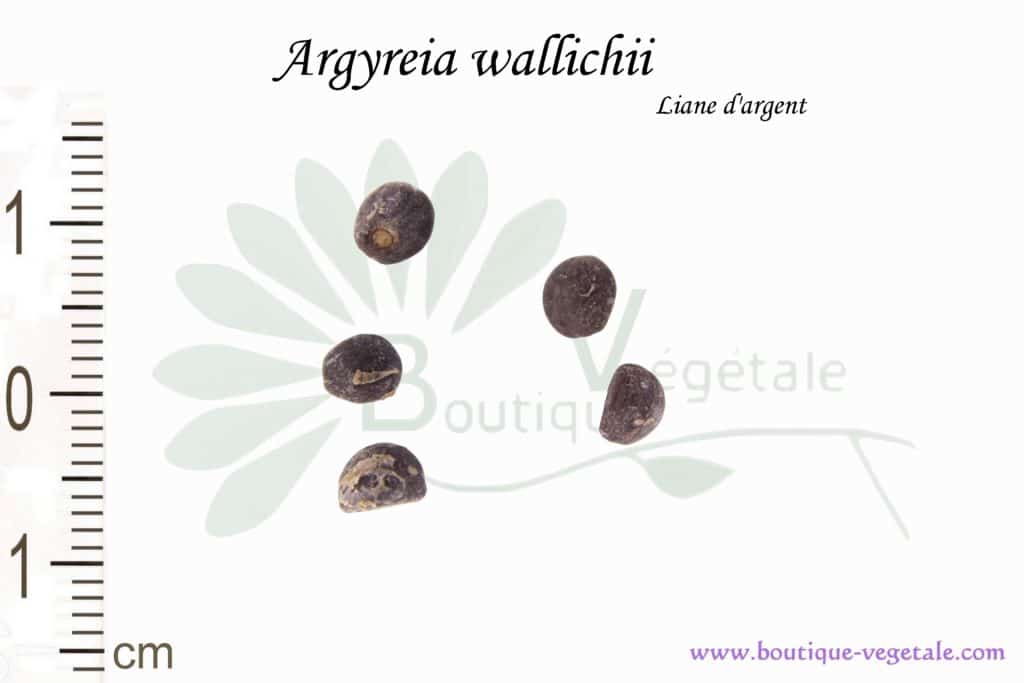 Graines d'Argyreia wallichii, Argyreia wallichii seeds