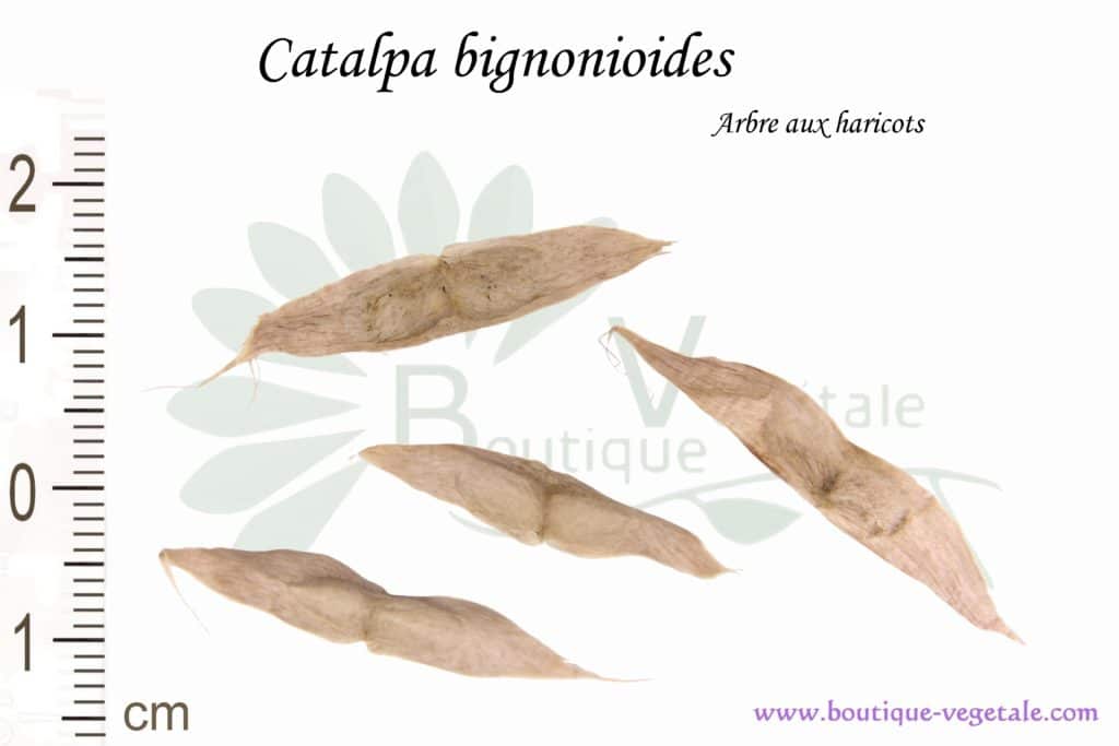 Graines de Catalpa bignonioides, Catalpa bignonioides seeds