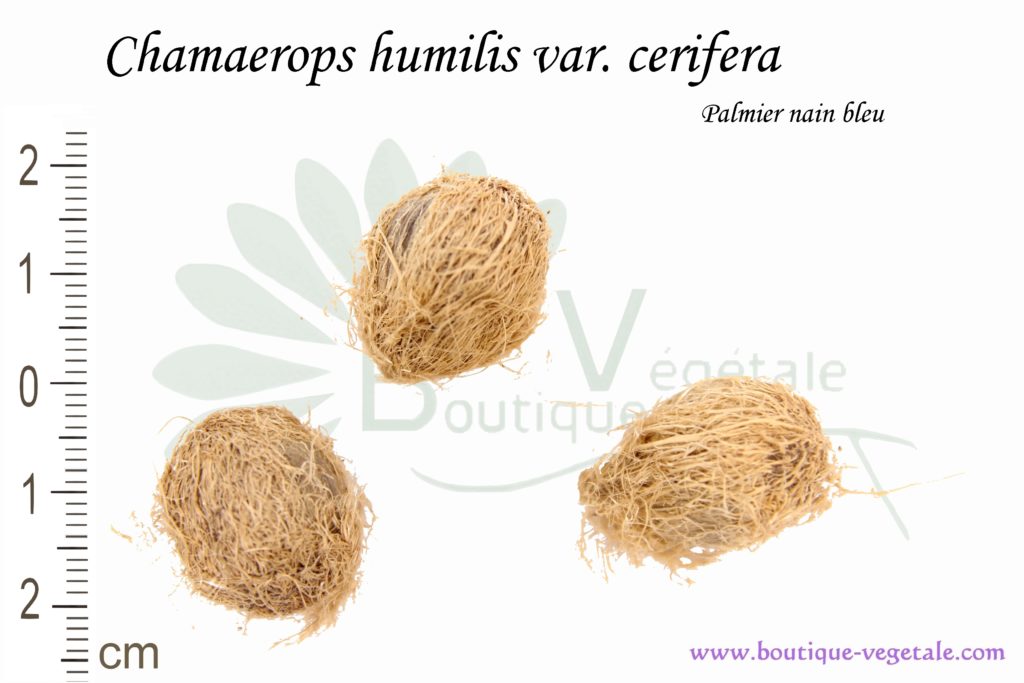 Graines de Chamaerops humilis var. cerifera, Chamaerops humilis var. cerifera seeds