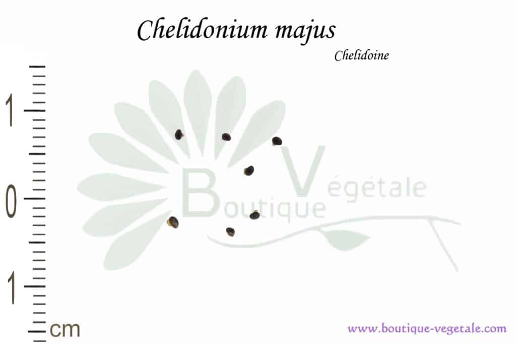 Graines de Chelidonium majus, Chelidonium majus seeds