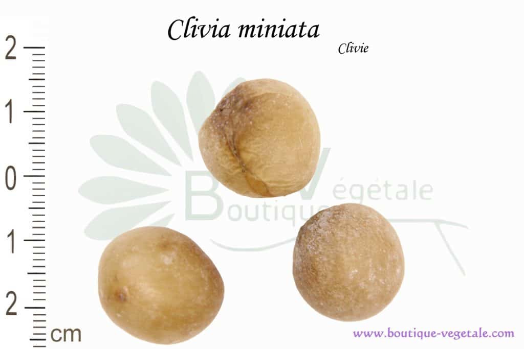 Graines de Clivia miniata, Clivia miniata seeds