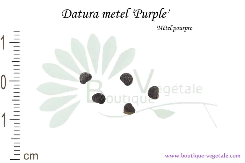 Graines de Datura metel 'Purple', Datura metel 'Purple' seeds