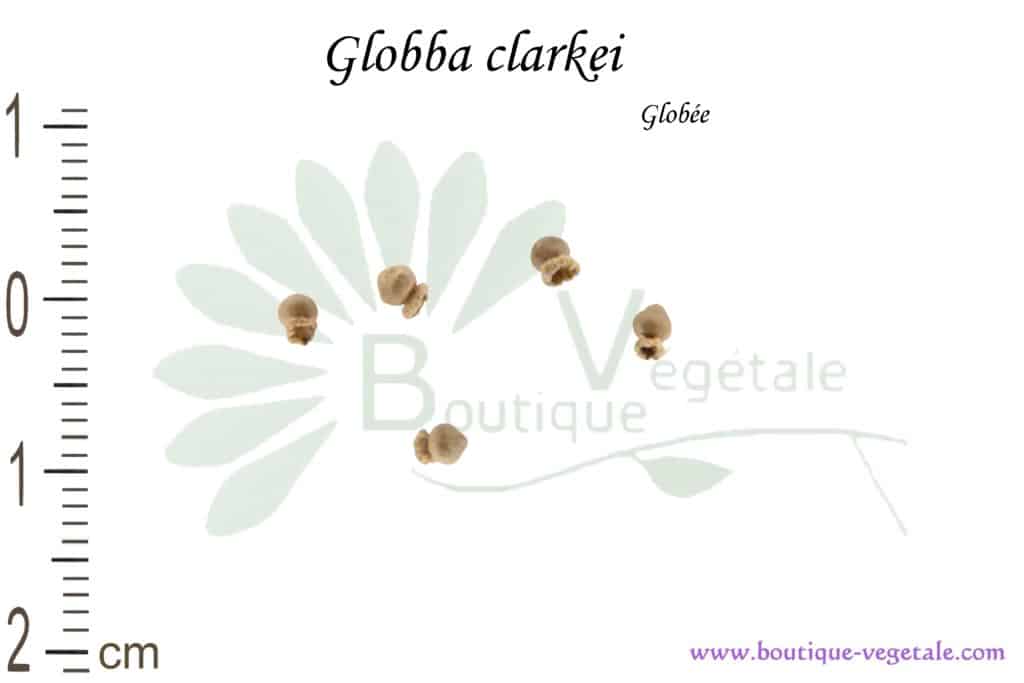 Graines de Globba clarkei, Globba clarkei seeds