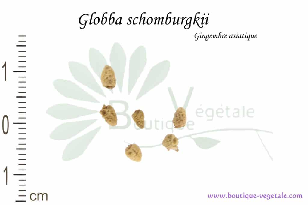 Graines de Globba schomburgkii, Globba schomburgkii seeds