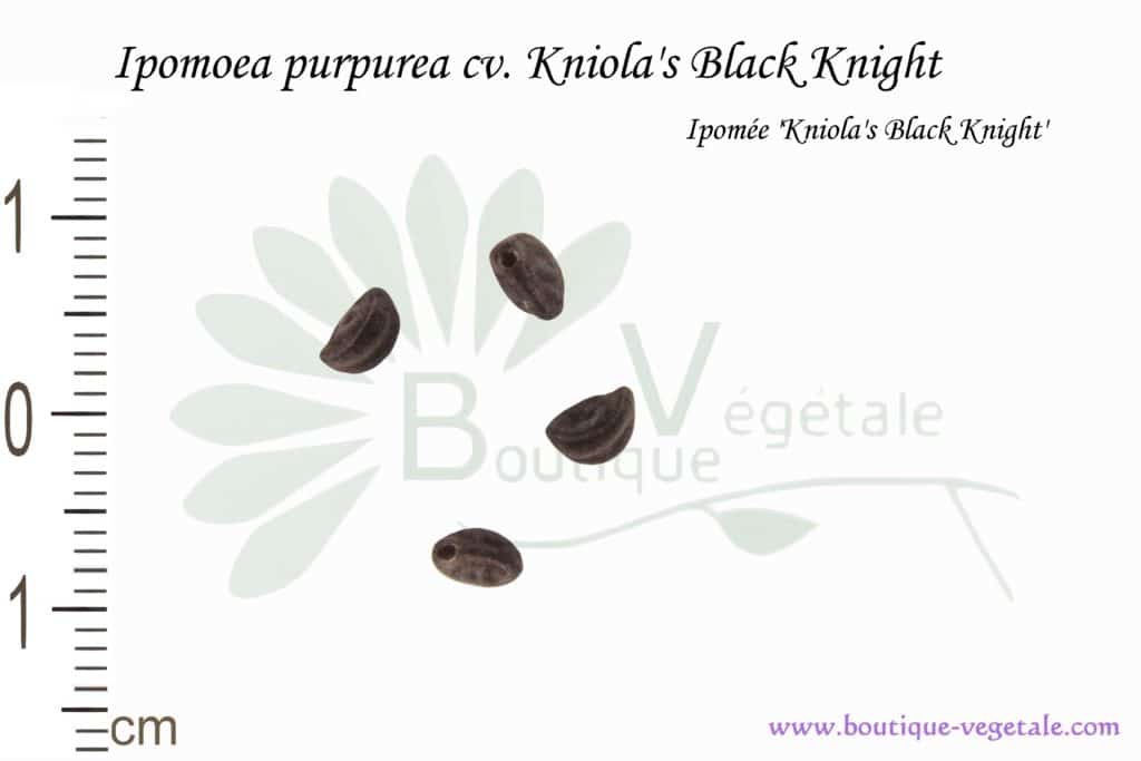Graines d'Ipomoea purpurea cv. Kniola's Black Knight, Ipomoea purpurea cv. Kniola's Black Knight seeds