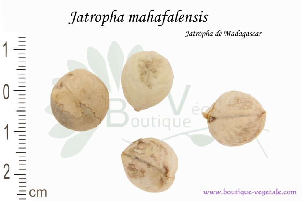 Graines de Jatropha mahafalensis, Jatropha mahafalensis seeds