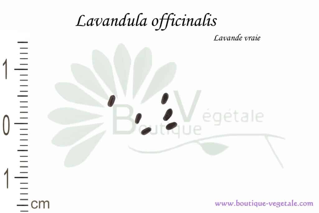 Graines de Lavandula officinalis, Lavandula officinalis seeds