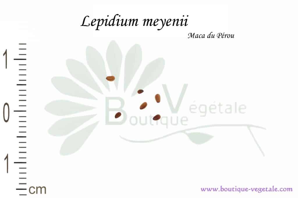 Graines de Lepidium meyenii, Lepidium meyenii seeds