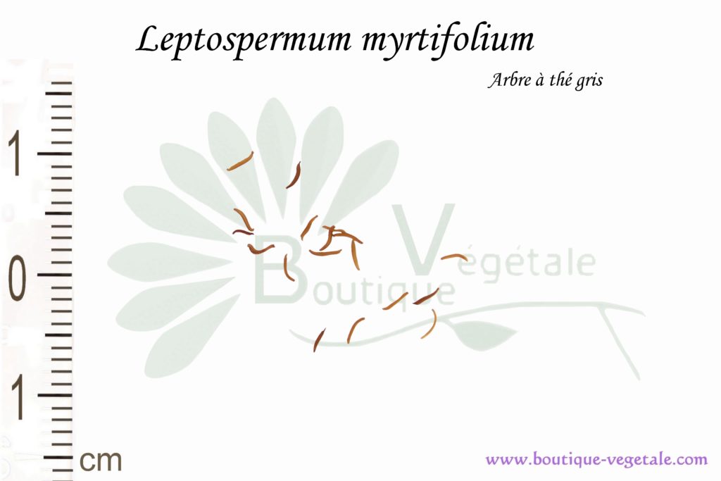 Graines de Leptospermum myrtifolium, Leptospermum myrtifolium seeds