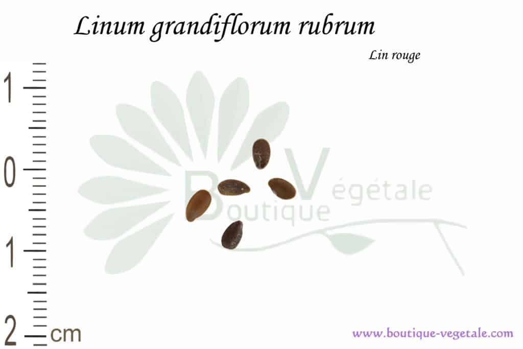Graines de Linum grandiflorum rubrum, Linum grandiflorum rubrum seeds