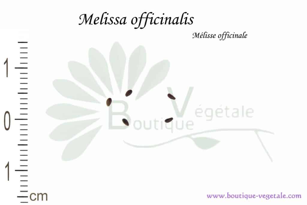 Graines de Melissa officinalis, Melissa officinalis seeds