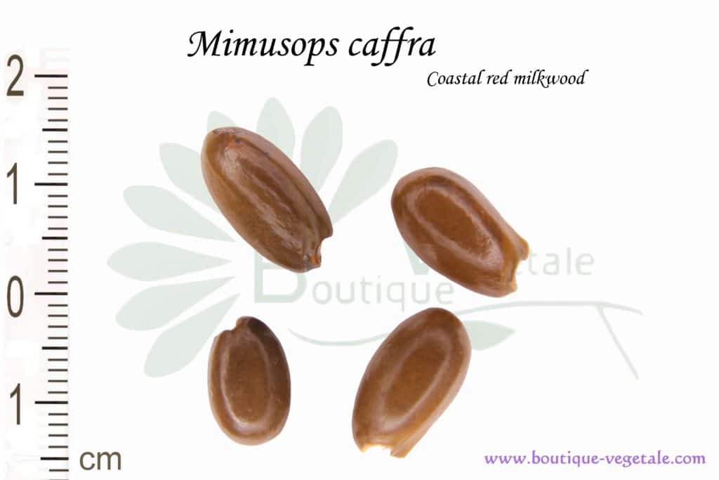 Graines de Mimusops caffra, Mimusops caffra seeds