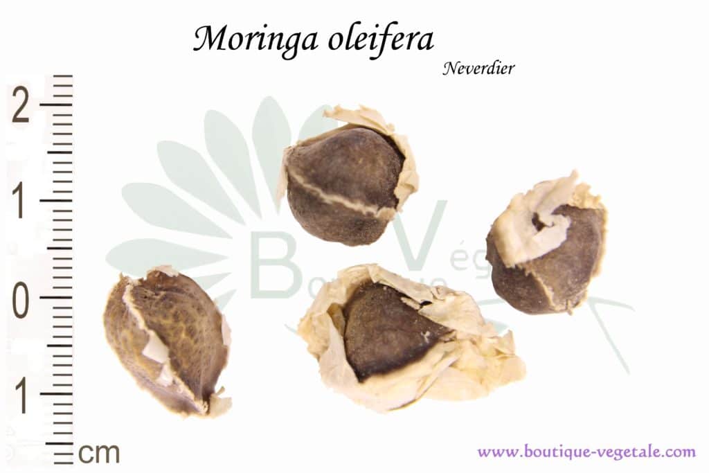 Graines de Moringa oleifera, Moringa oleifera seeds