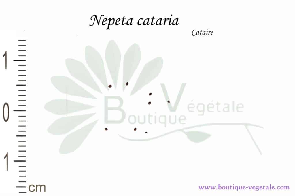 Graines de Nepeta cataria, Nepeta cataria seeds