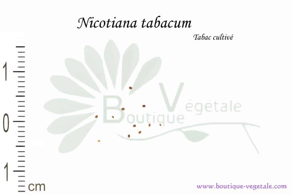 Graines de Nicotiana tabacum, Nicotiana tabacum seeds
